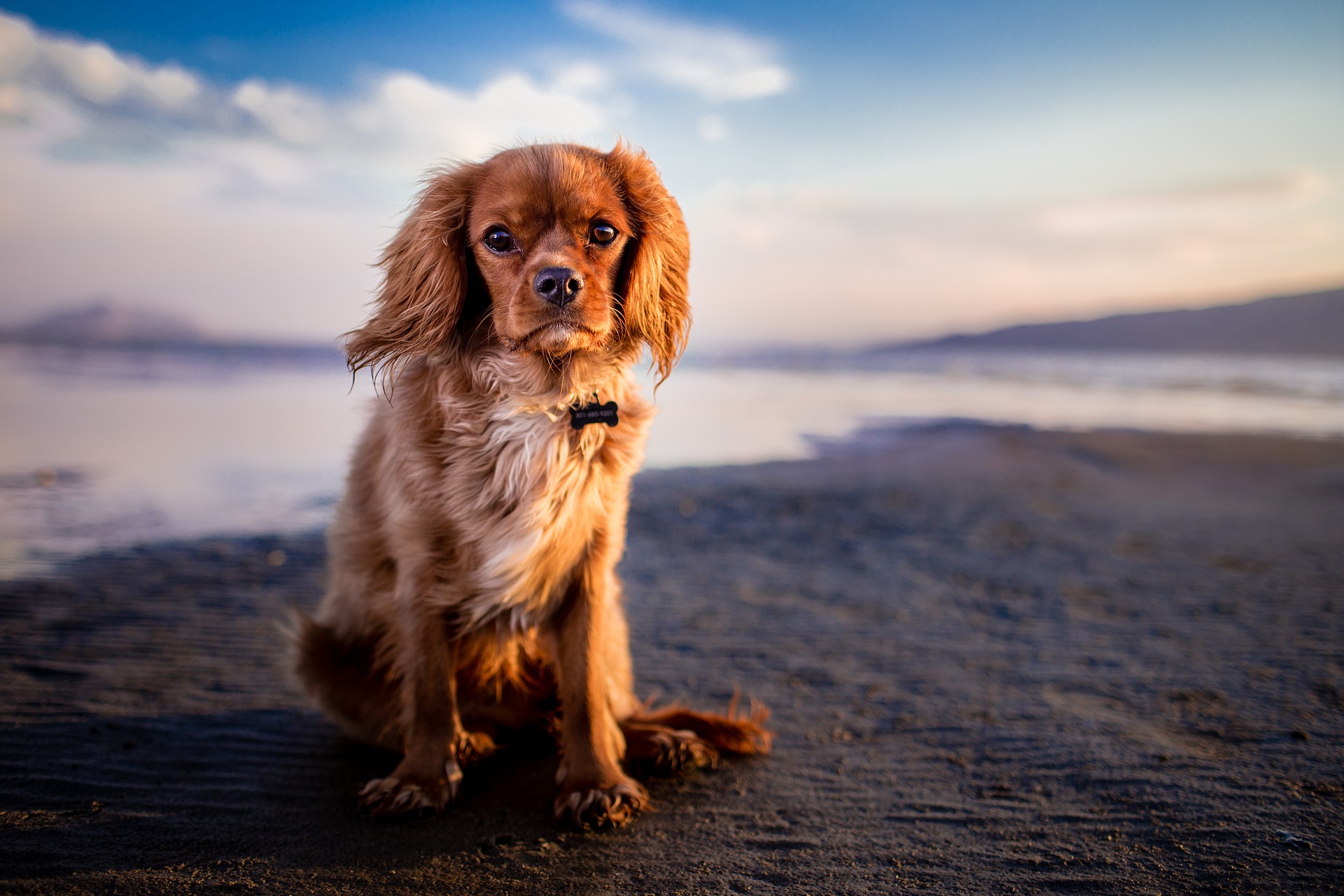 Goedkoop vakantiehuisje aan zee met hond