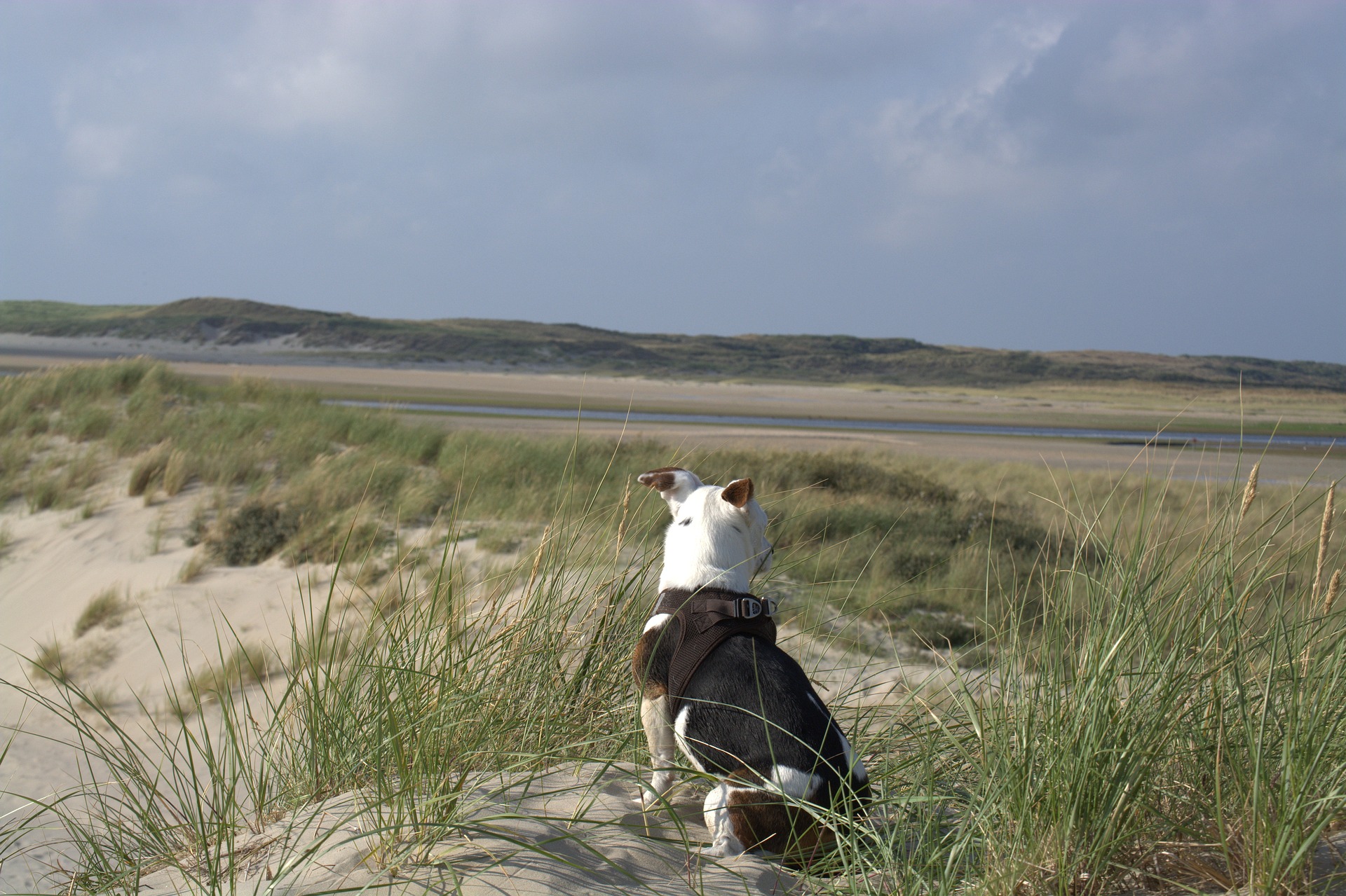 De leukste Texel vakantie met hond