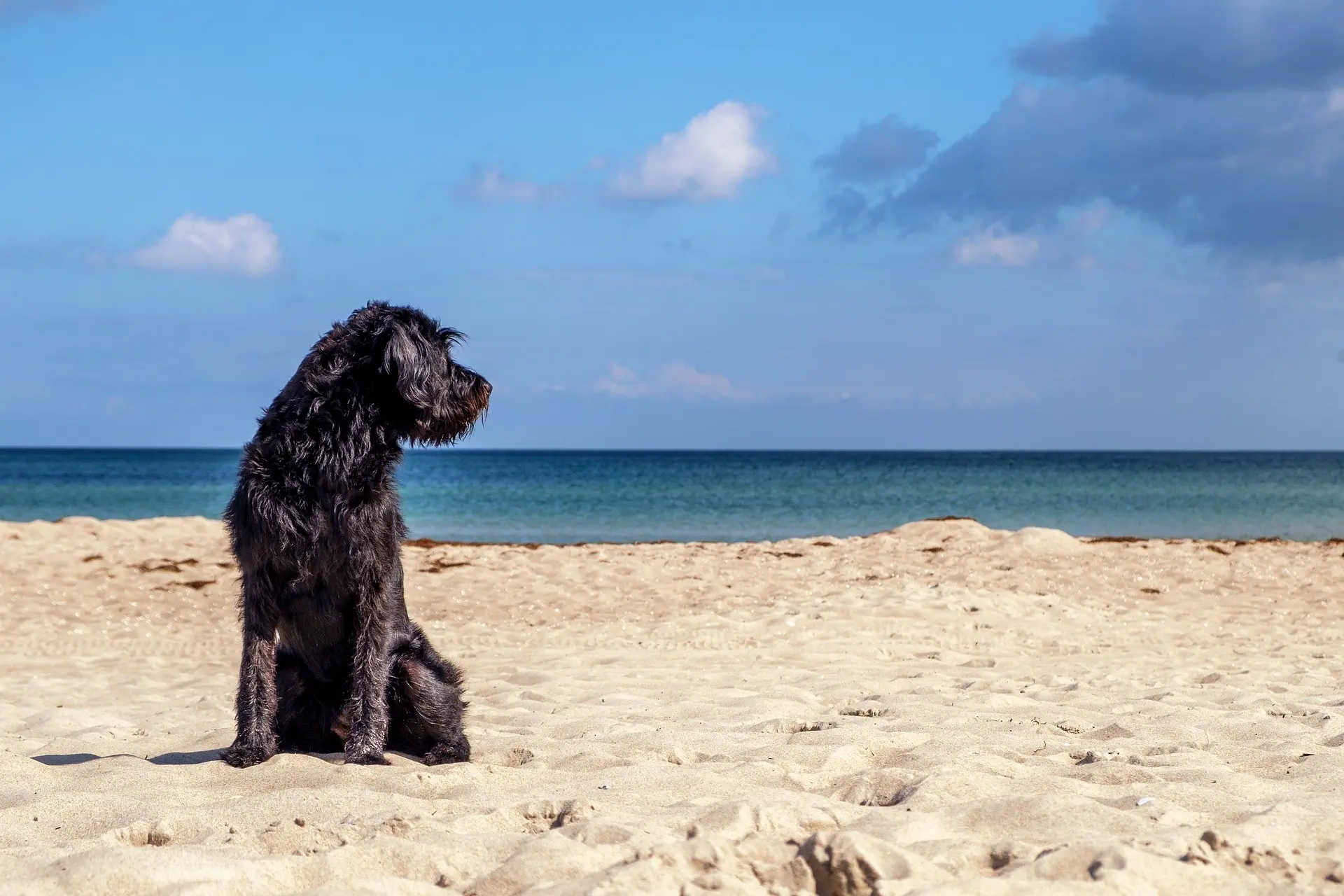 vakantie in zeeland met hond