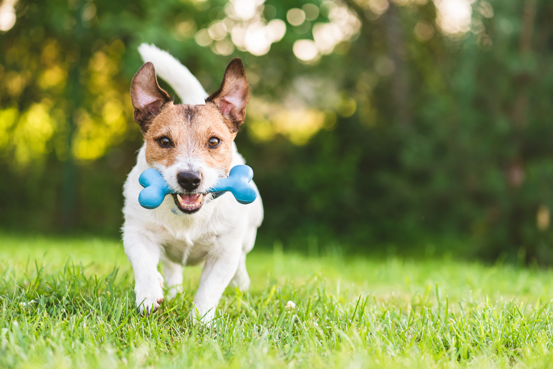 bb de raamberg hondvriendelijk hotel breda hond