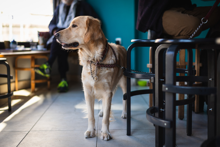 the george hondvriendelijk hotel devon hond