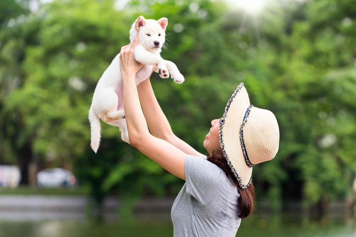 b&b hotel gent centrum hondvriendelijk hotel gent hond