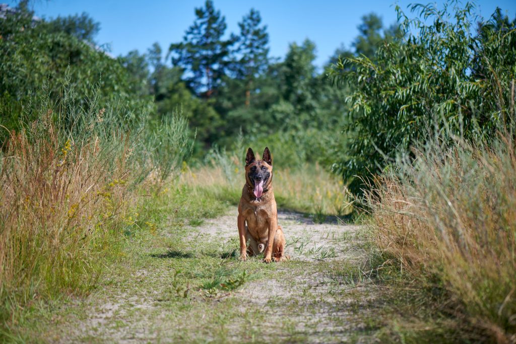 hondvriendelijke hotels brabant