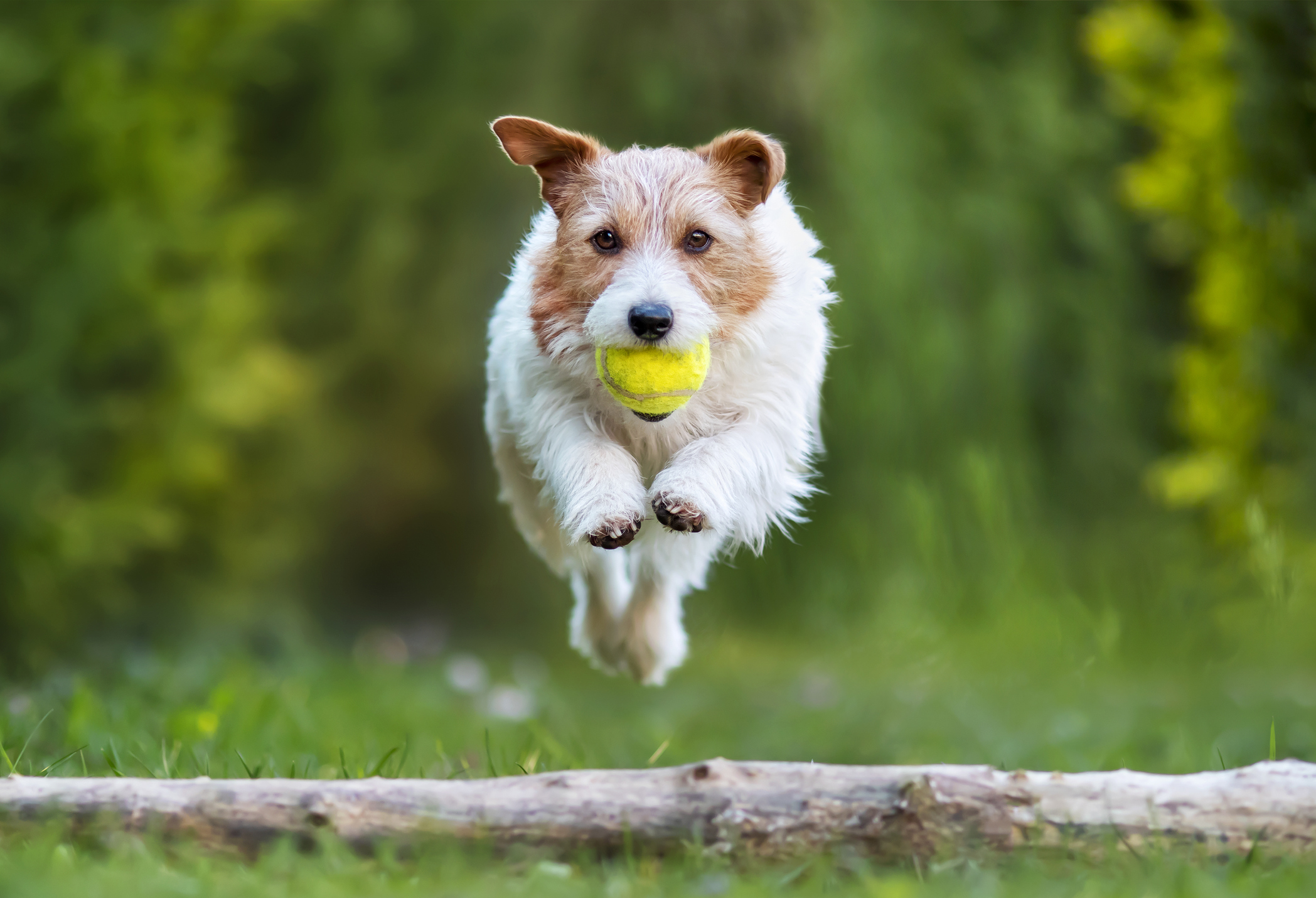 honden speeltuin brabant