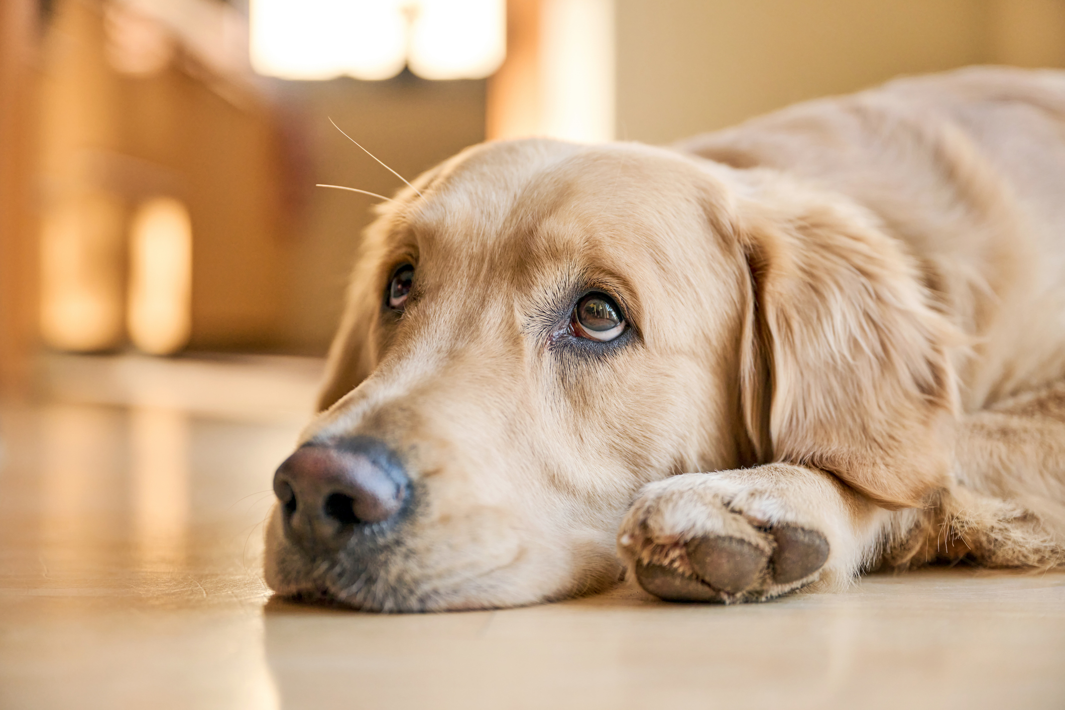 honden verboden in nederland Nederland