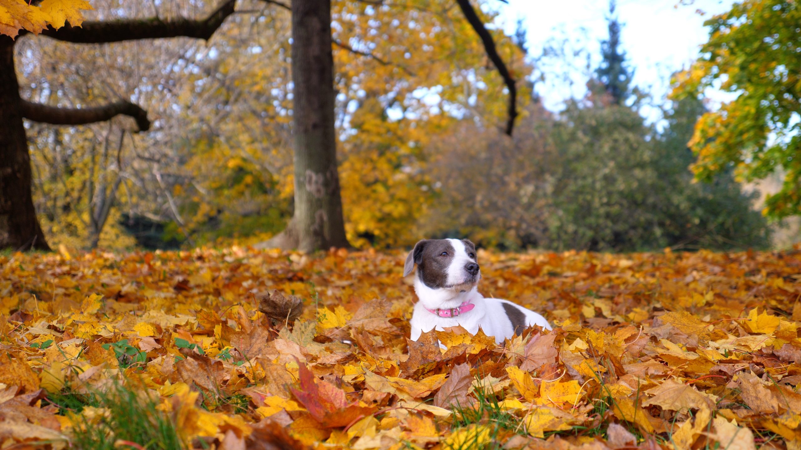 vakantiehuis denemarken hond